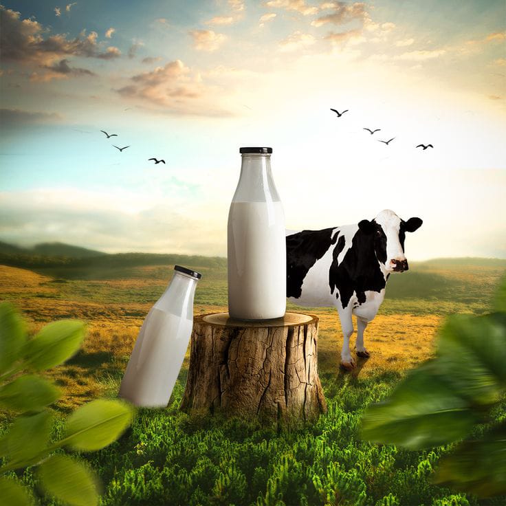 About Kithungo Dairy